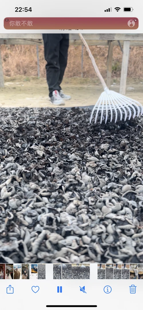 自家种植黑木耳干货无根肉厚秋木耳农家特产