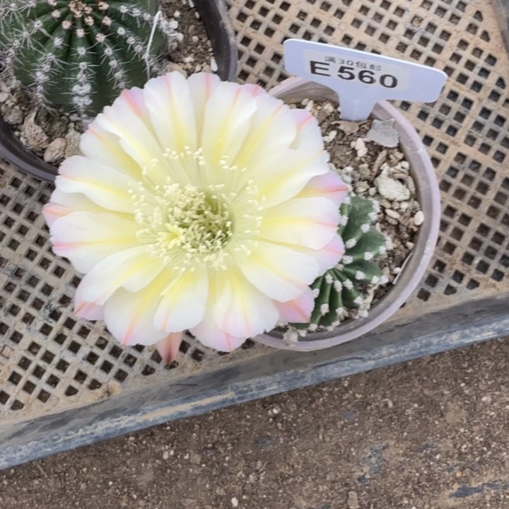 一物一拍特价E560