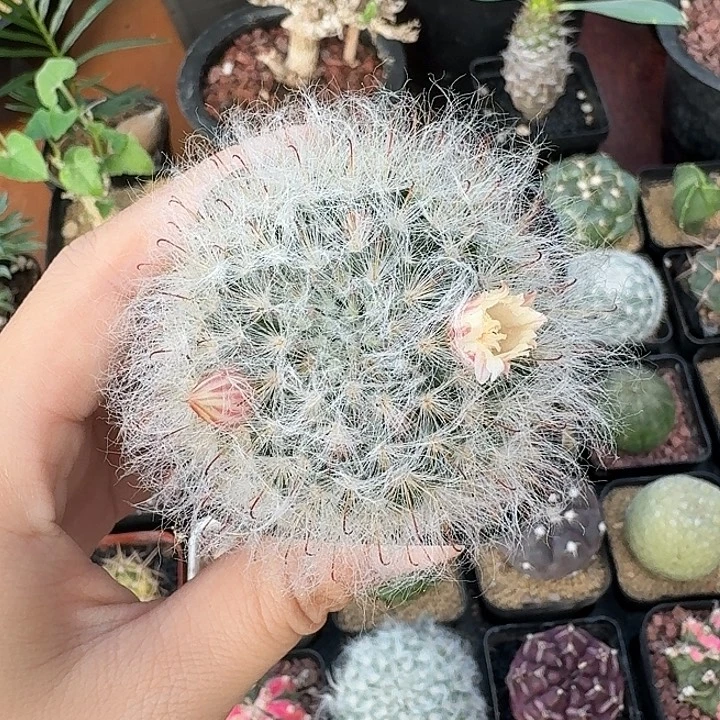 软***糖白云高莎仙人球123