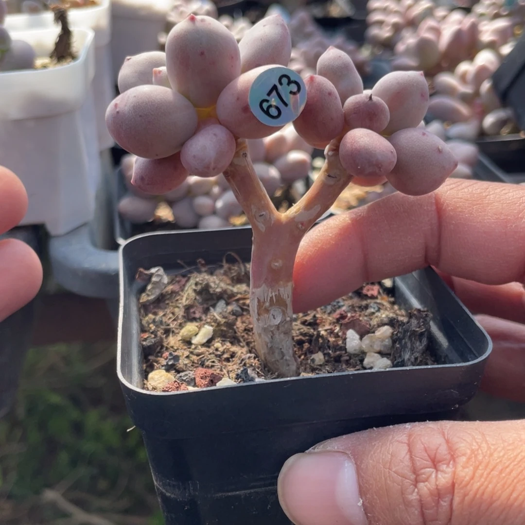 贵妃奶酪多肉植物