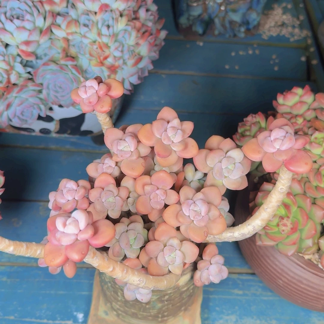 叶****多肉植物的生长发育和