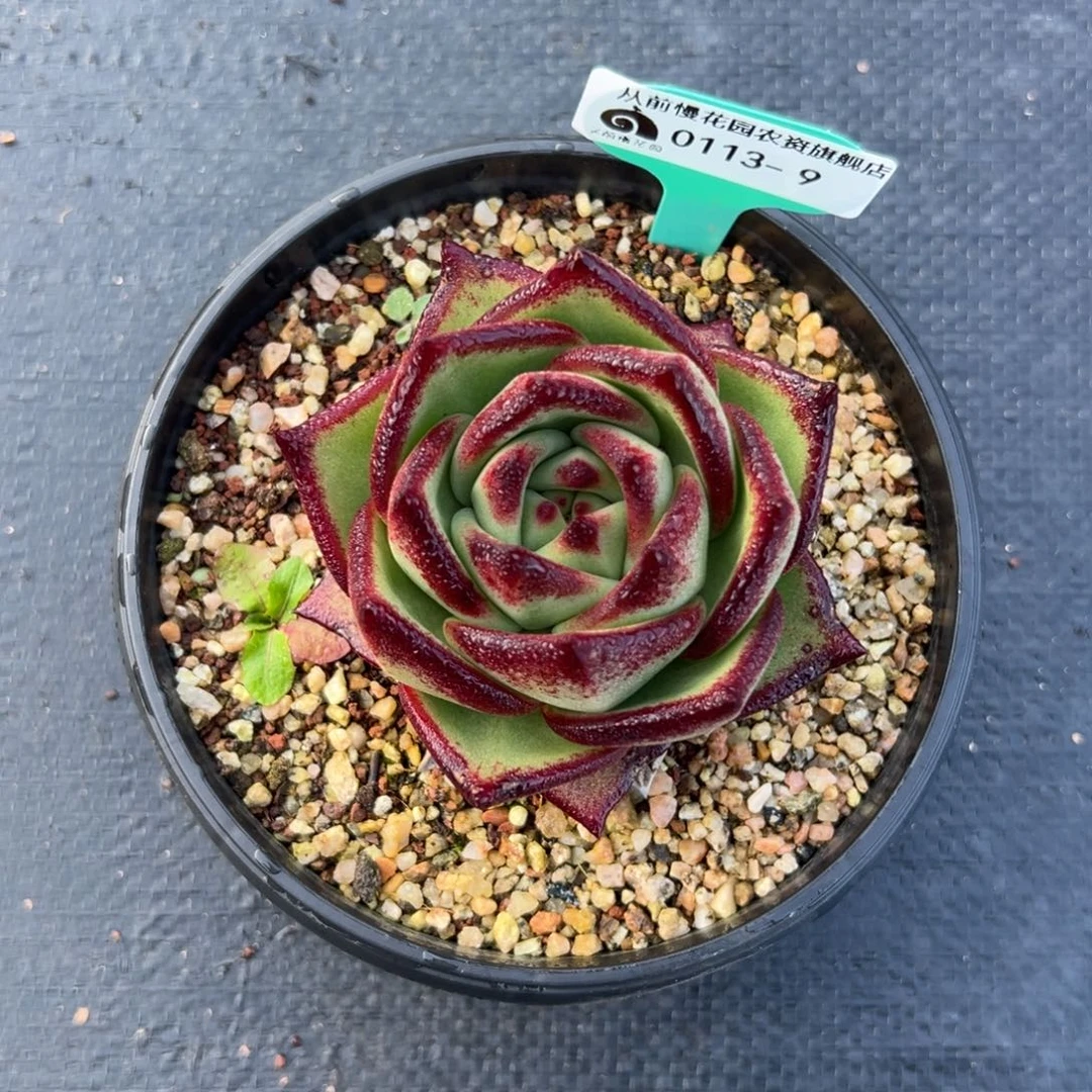 聚*多肉一物一拍0113-9