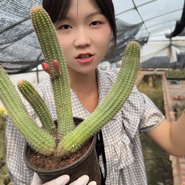 珍妮夫人大号（掉头掉崽不售后）