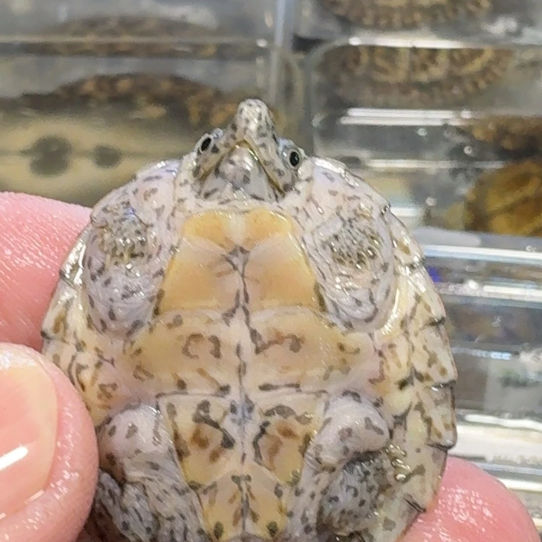 不分公母逆***宇逆风的小宇刀一只