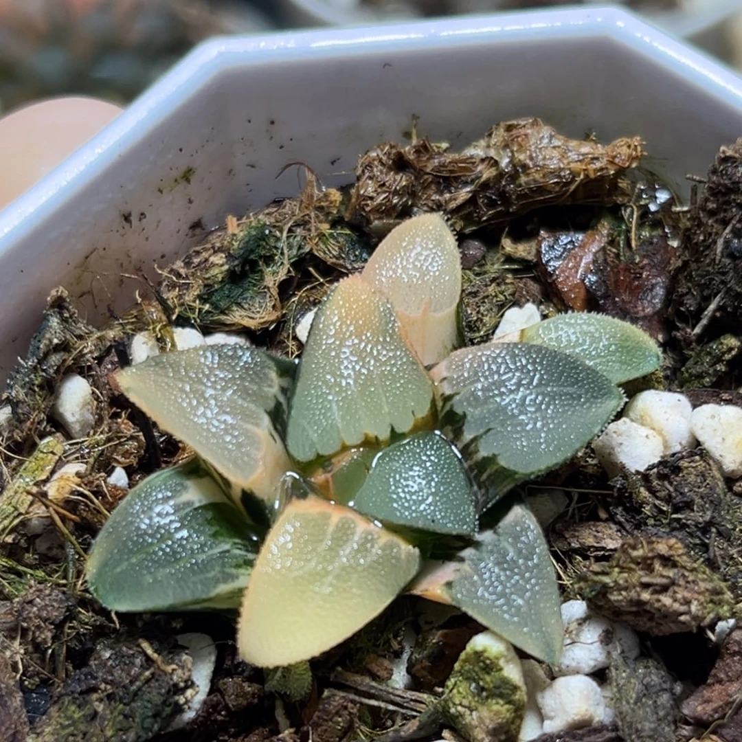 恭喜发财大吉大利608