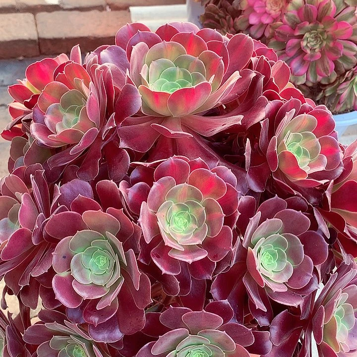 花纳锦，多肉植物