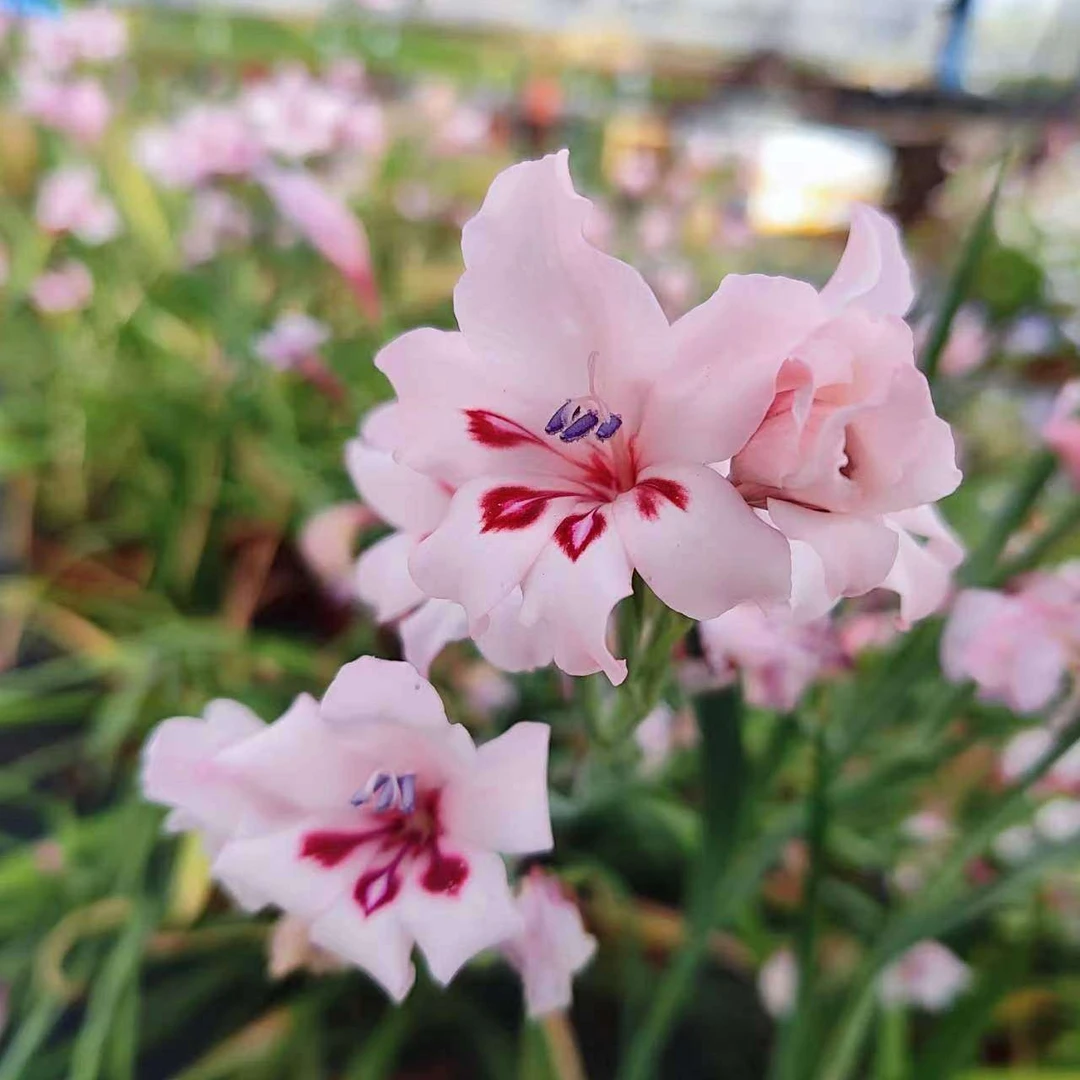 剑兰 Gladiolus  carneus 粉花 晚花品种 整体高度30厘米左右
