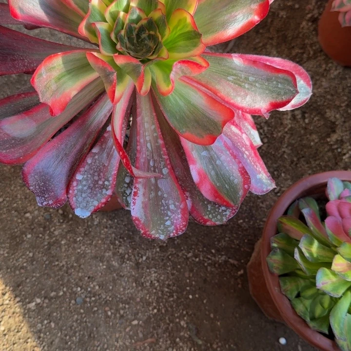 红陶听*轩红魔女888多肉