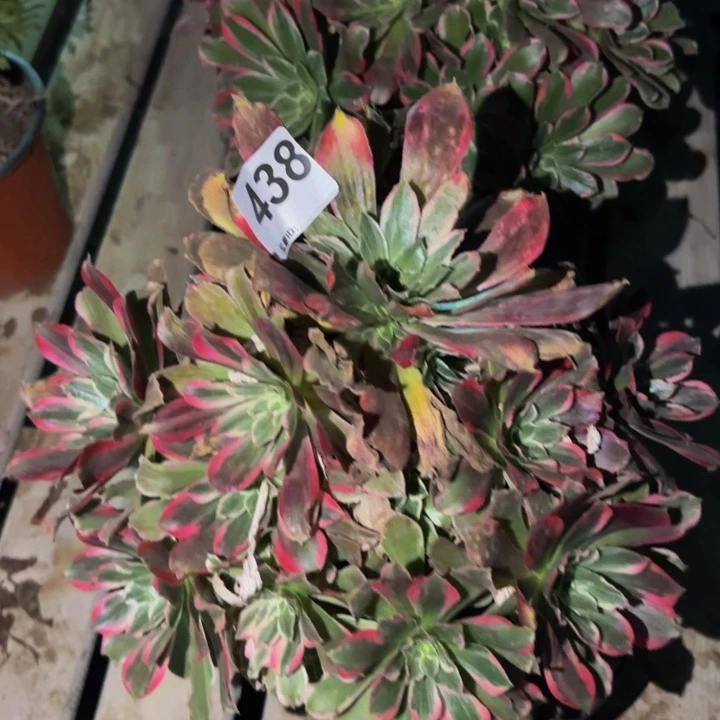 438女巫多肉变异多肉植物