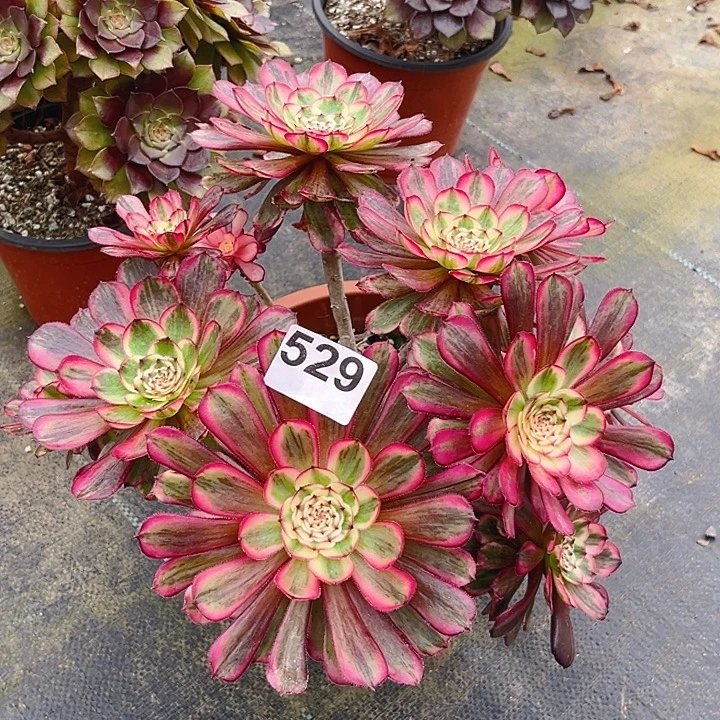 幸****529白月光丛林法师锦无售后