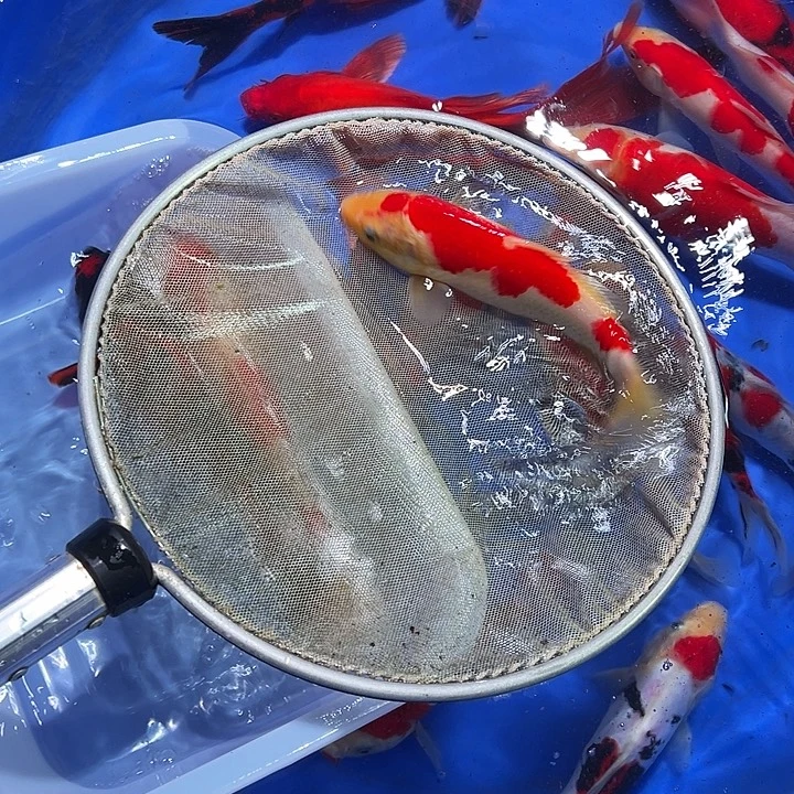 海水锦鲤的尾巴和尾巴