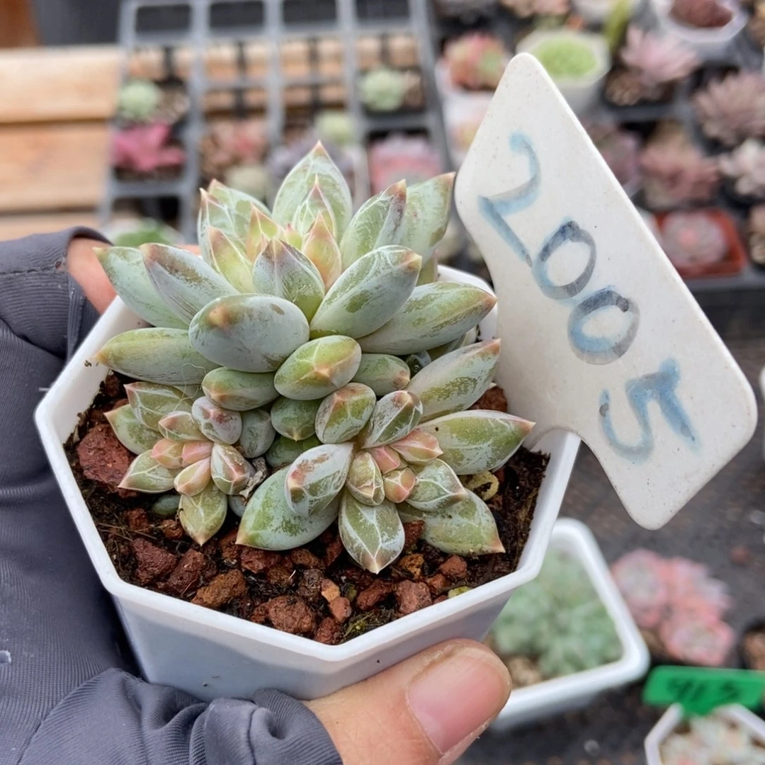 2005伊丽莎白多肉植物