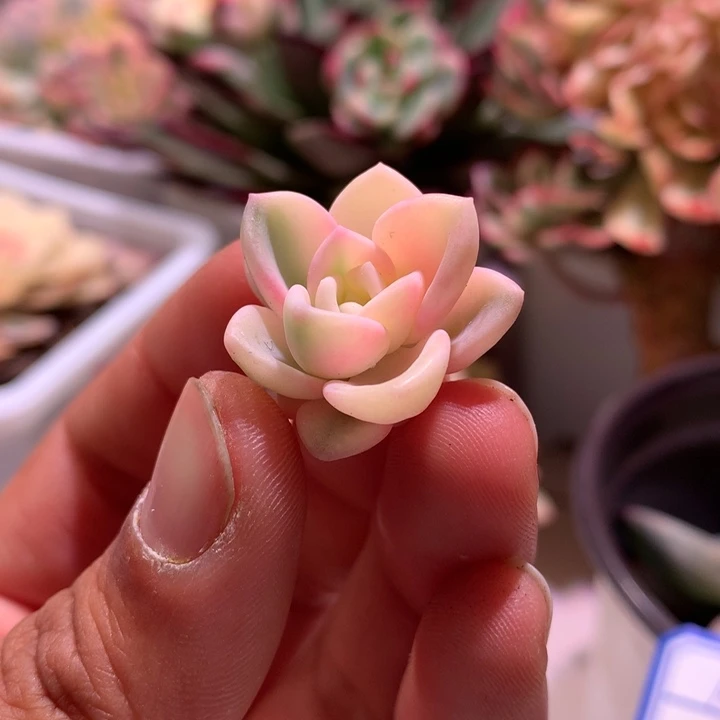 美尻锦侧芽有全锦叶叶心叶绿素少