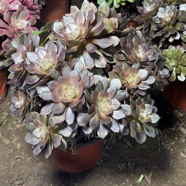多肉植物法师万灰34