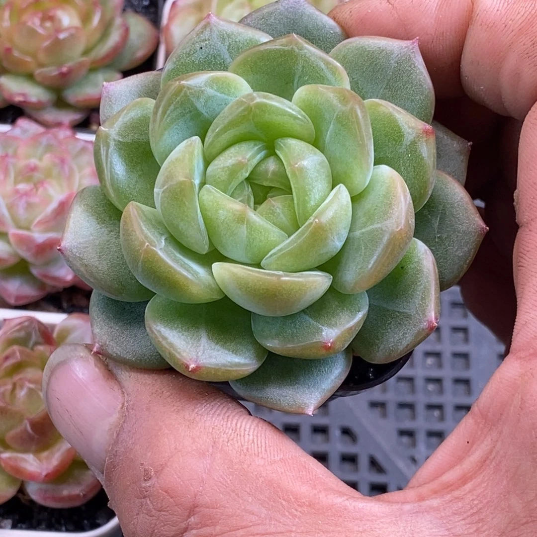 天官赐福百无禁忌