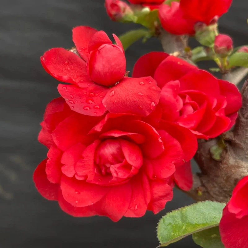 梦绘卷海棠花 带花苞