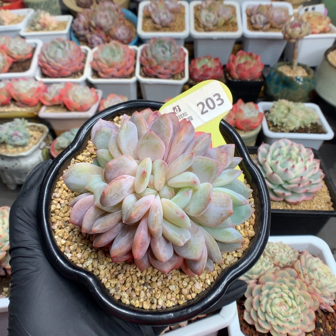 小****✨203 橙子朵朵缀多肉