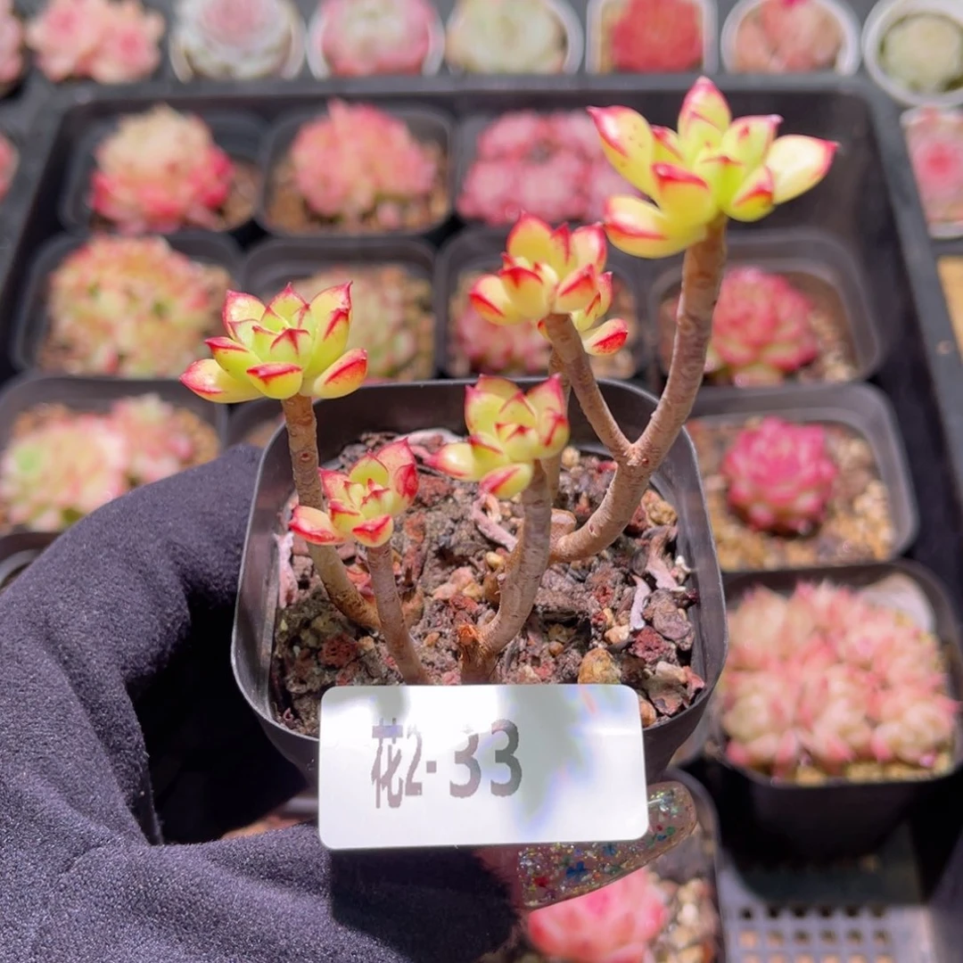 红陶花利美2-33酥皮鸭