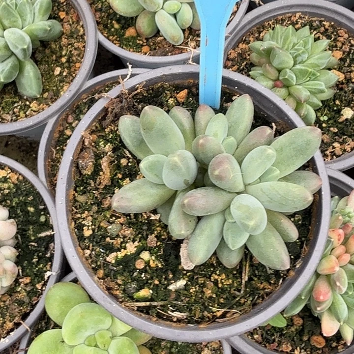 欧若拉一物一拍074