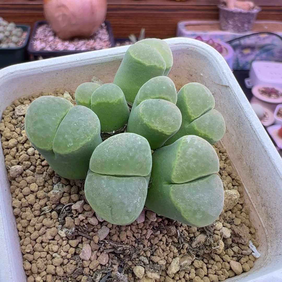 143号极窗多头群生
