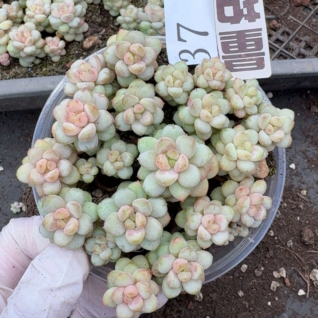 多肉植物多肉植物37量拍