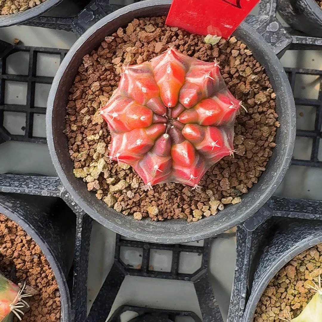 L404-1122广东发货 梦想锦