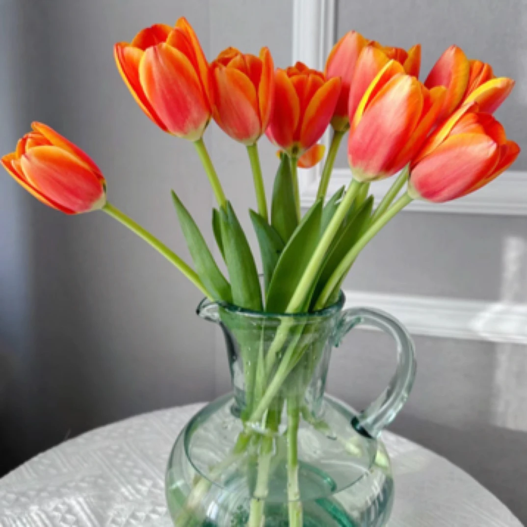 郁金香  10支小王子郁金香