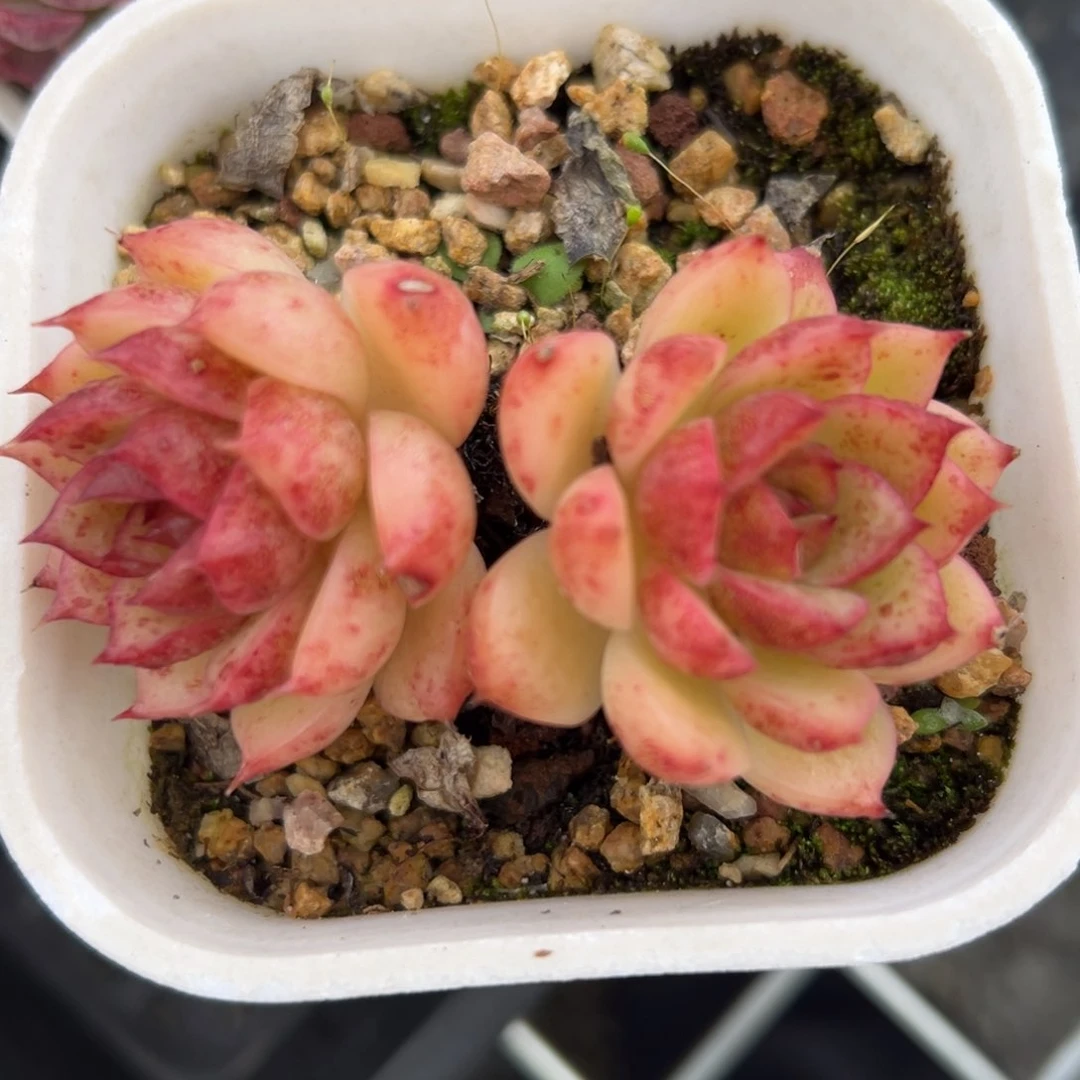 黑水晶精控多肉一物一拍