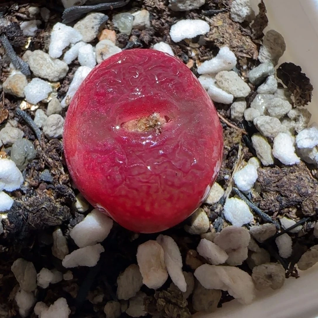 肉锥多肉植物百科-红宝石1591