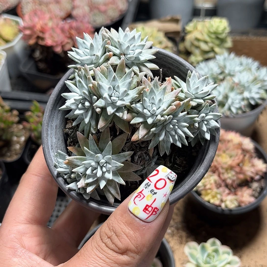 白菊单头发货有根发货