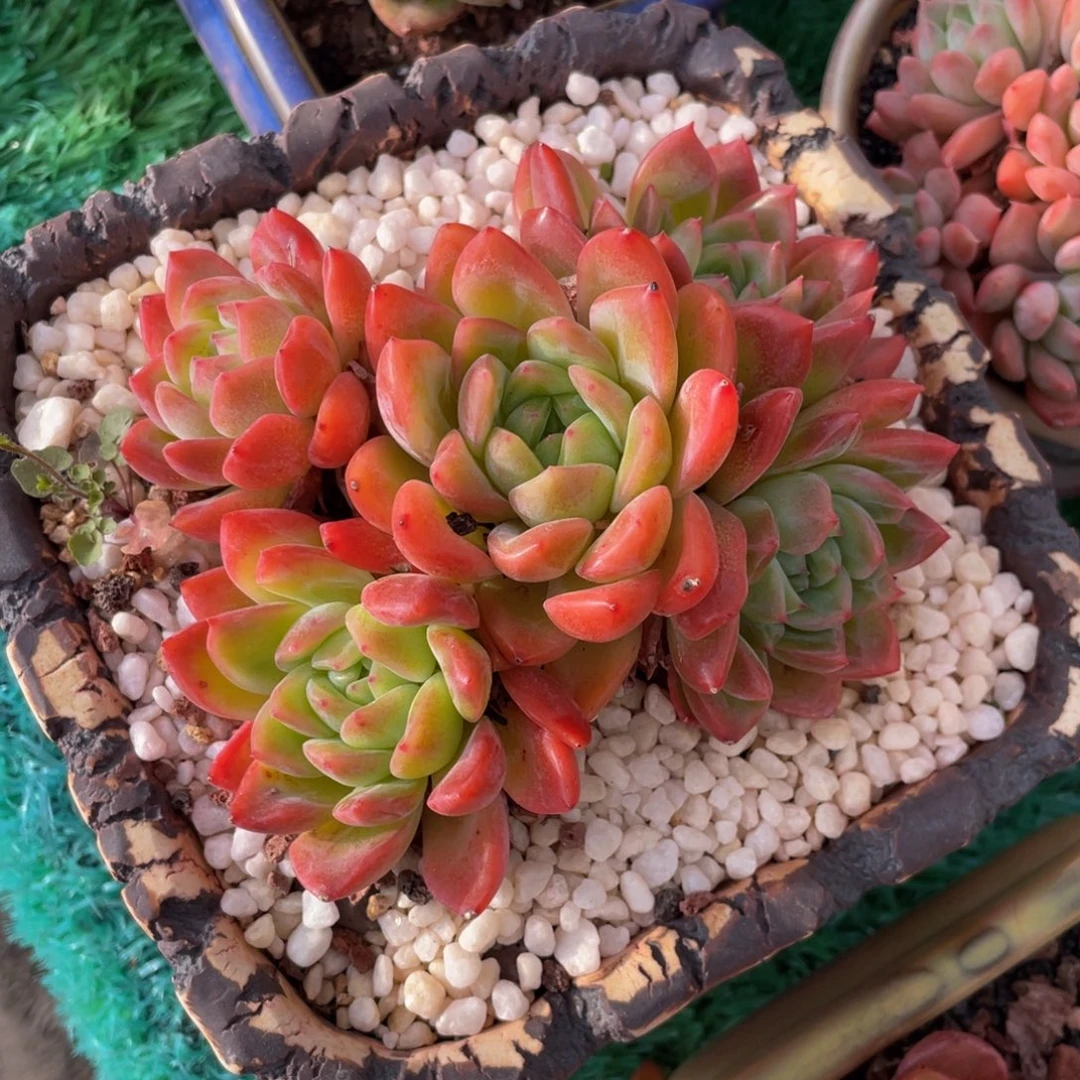 多肉植物盆栽多肉