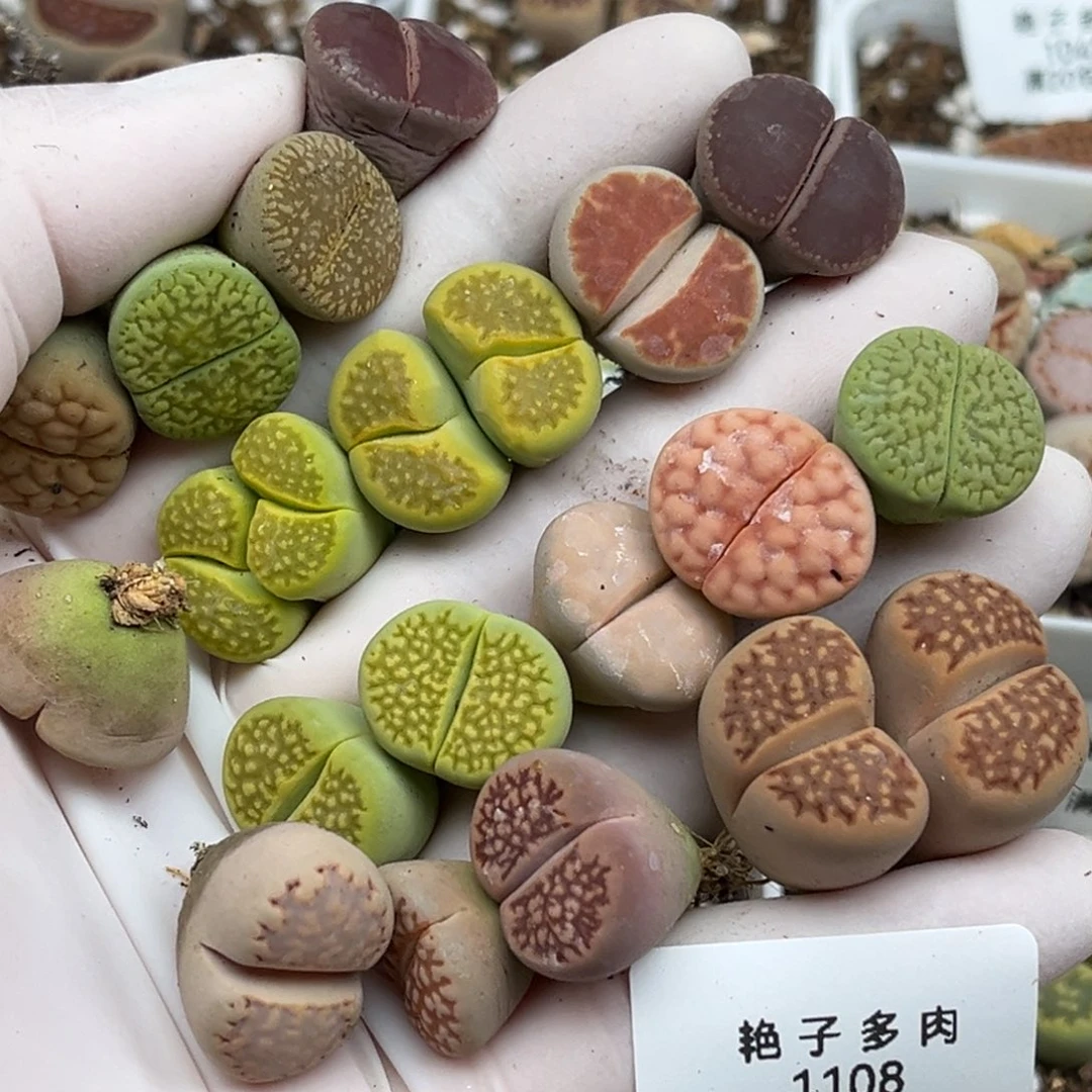 1108号一首彩色生石花