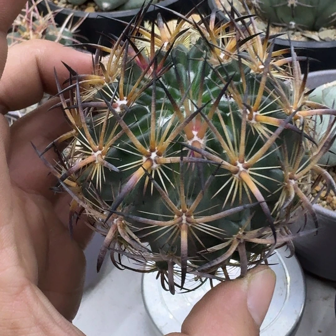 实生虎爪玉仙人球