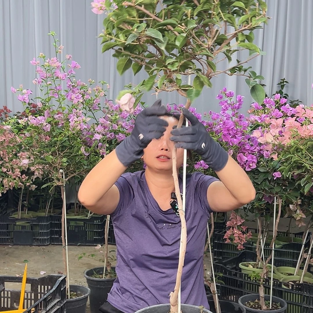 棒***哒大部分花苞少量开放E36巴西紫