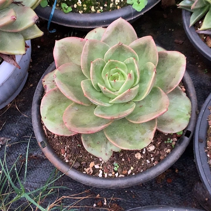 美肉特价活动开始啦