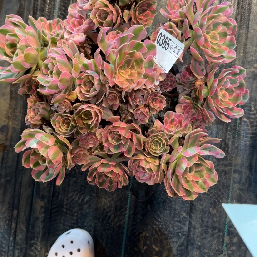 木***️粉女巫多肉0365多肉