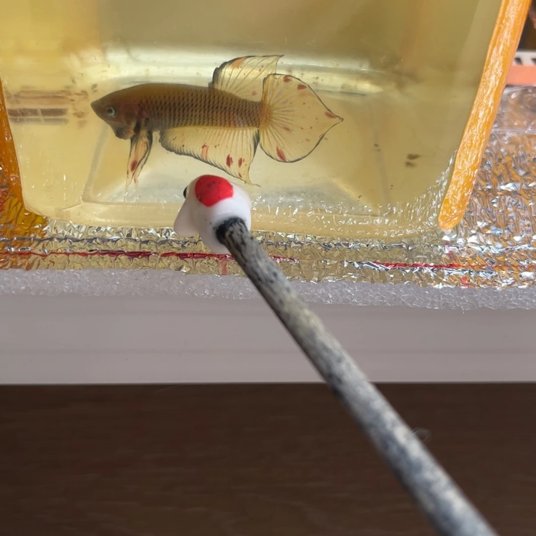 侘***歌海水鱼宙斯斗鱼竞拍11-24