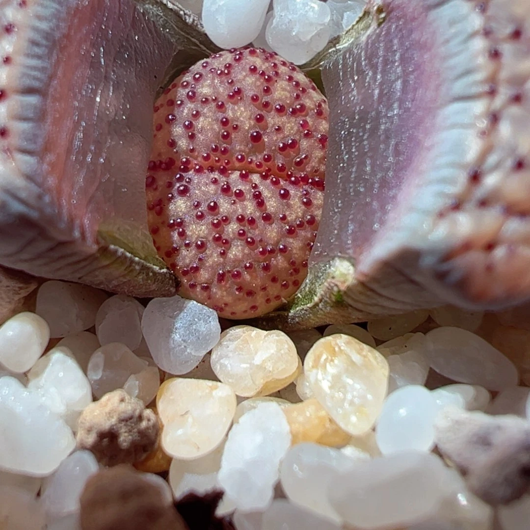 104-489多肉多日血点