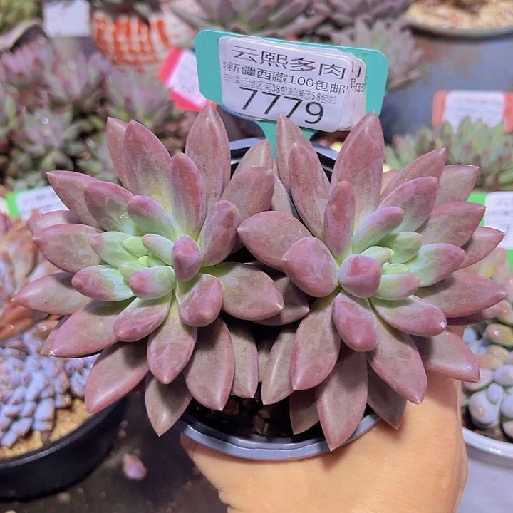 7779水晶球。