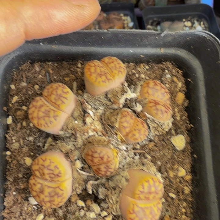 是****。多肉葡萄的季节性27