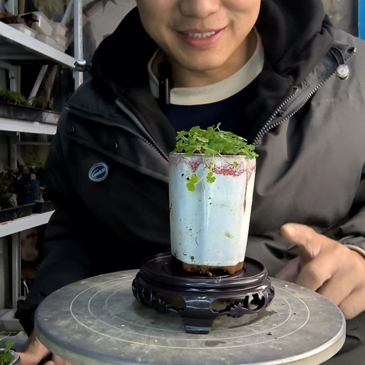 清*小盆景小植物一物一拍197