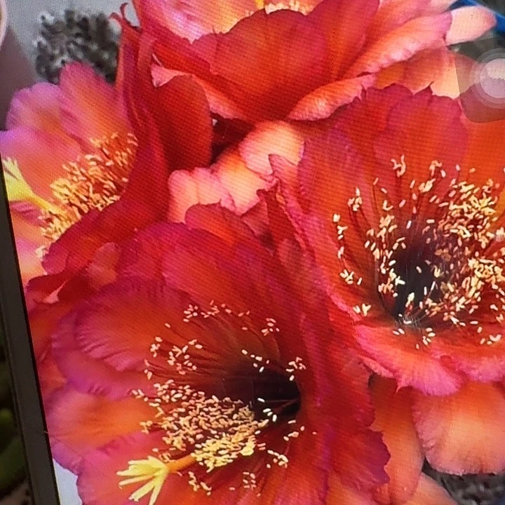 vr11 侧芽5公分左右毛花柱（20包邮）