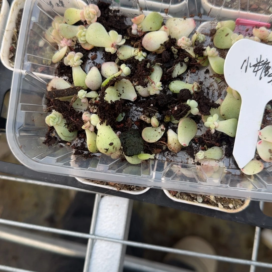 小糖果芝麻穴1床一个满25包邮