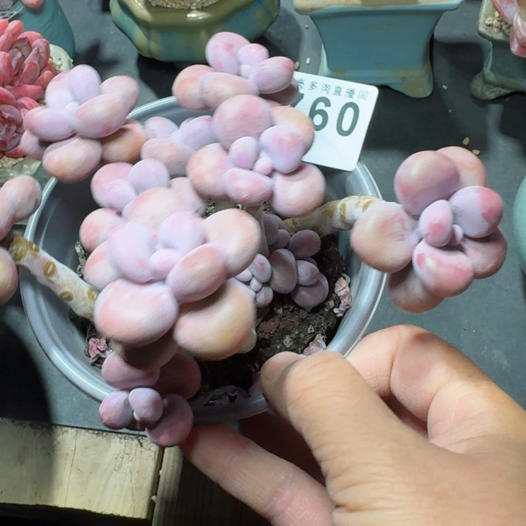 腰子蛋          摇身一变高富帅，一夜暴富动作快