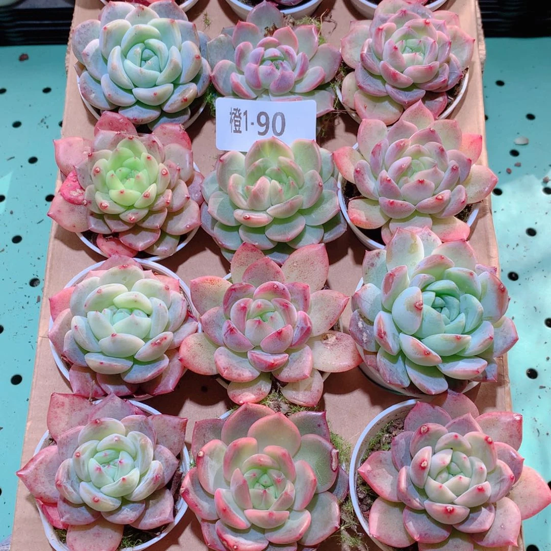 1-90一物一拍多肉带盆18颗