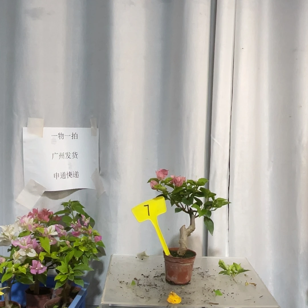 当前无花栽培后可以开花7掌中宝绿叶水晶