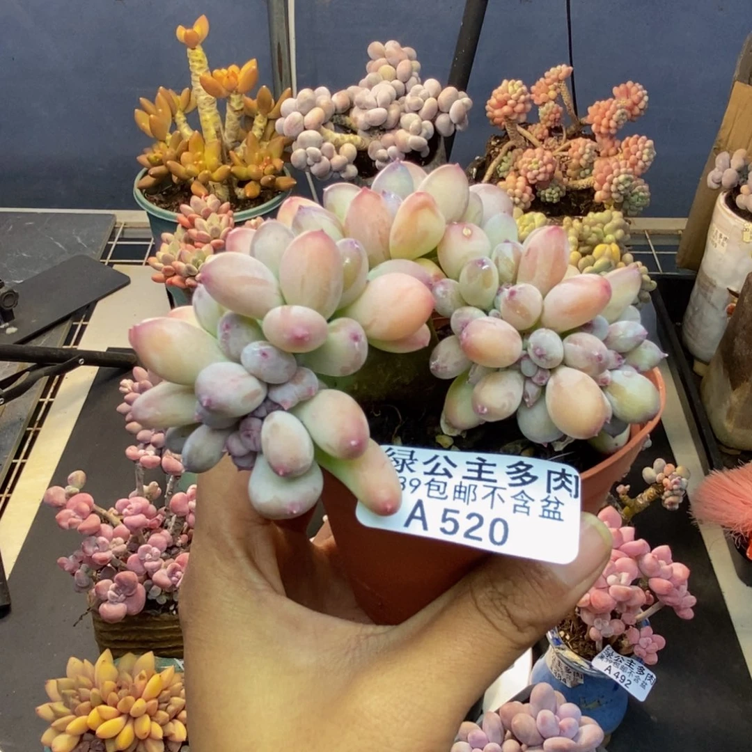 520苹果奶四代缀多肉7c m