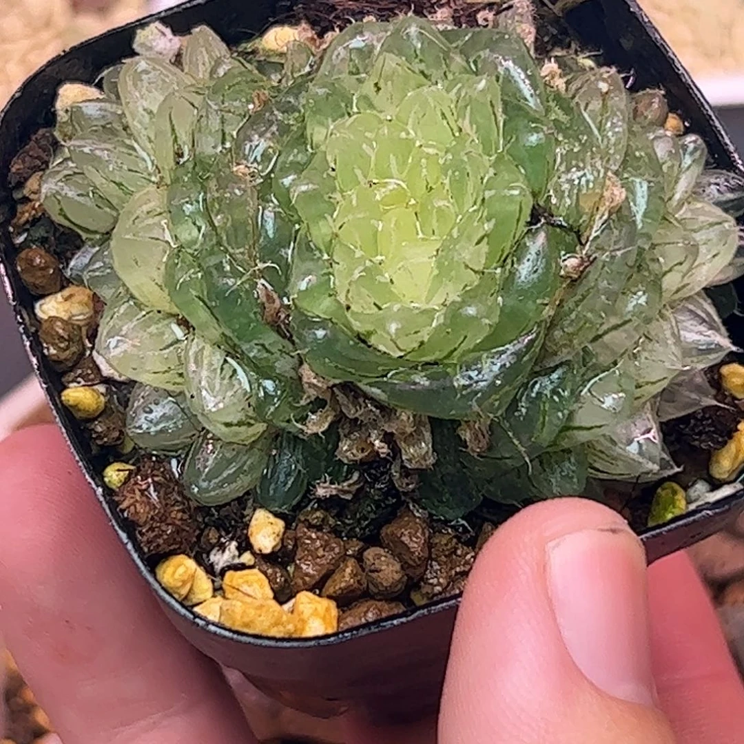 翠云群三头群三头