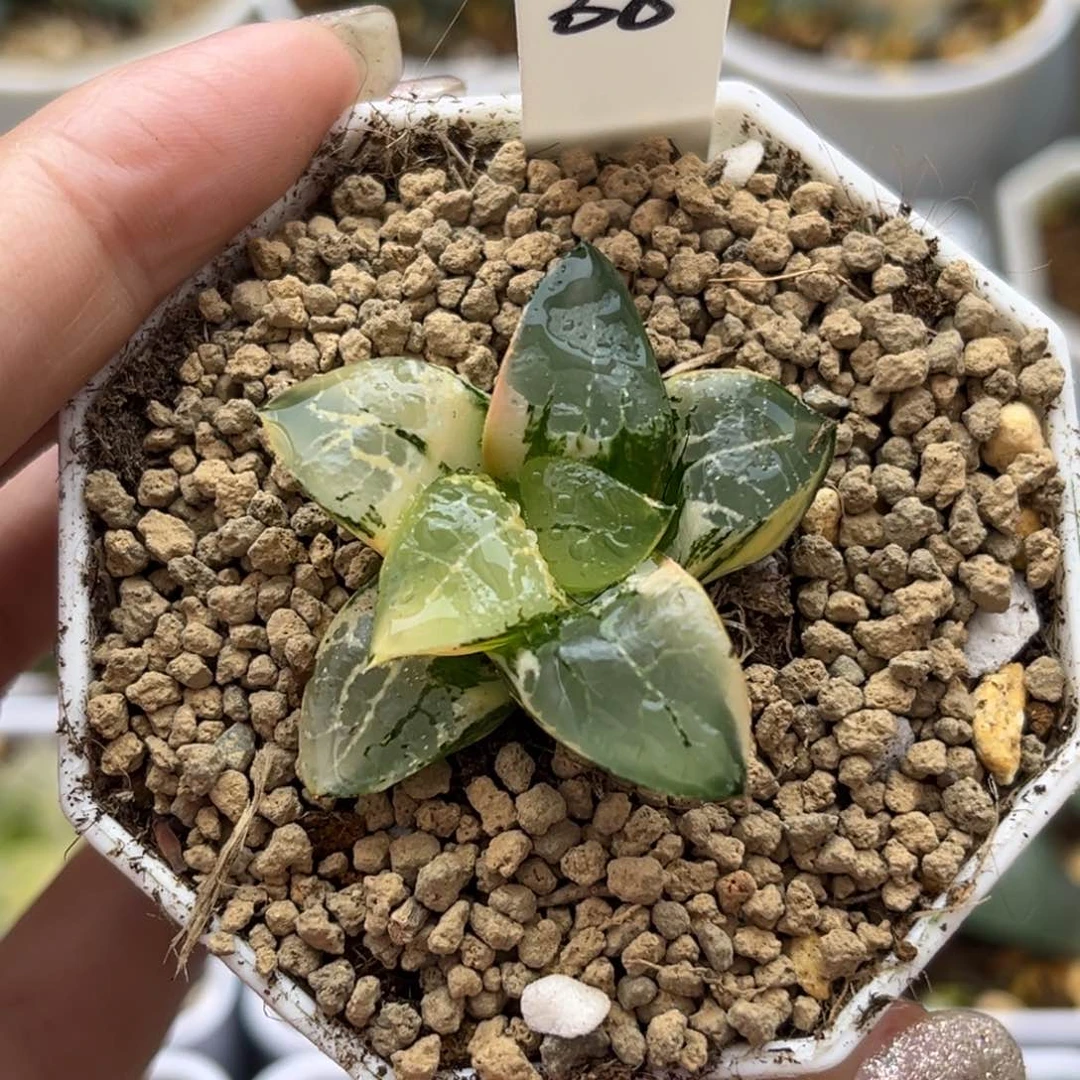 38木叶克锦哈哈哈哈