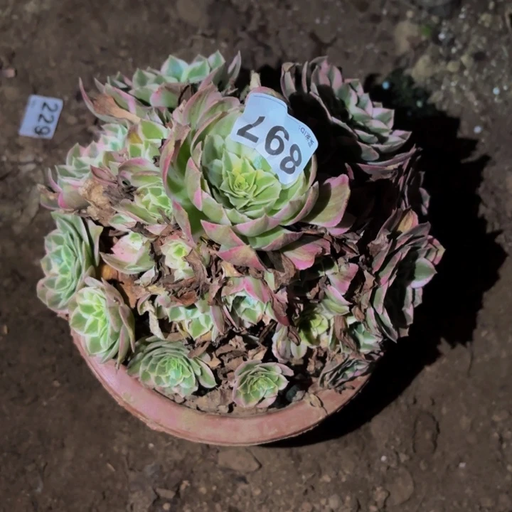 897粉海王多肉植物